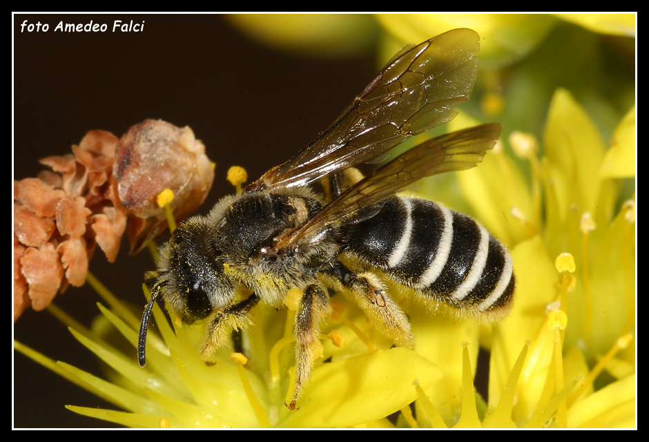 Andrena flavipes e Halictus sp.